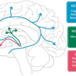 dopamine